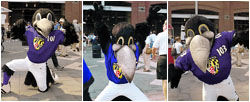 Edgar, Allan and Poe: the Baltimore Ravens Mascots